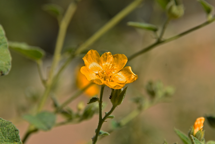 Chisos Mtn False Indianmallow flowers are insect pollinated. Velvet-leaf Mallow is larval host for: Common Checkered Skipper, Texas Powdered Skipper and Common Streaky-Skipper. Allowissadula holosericea 